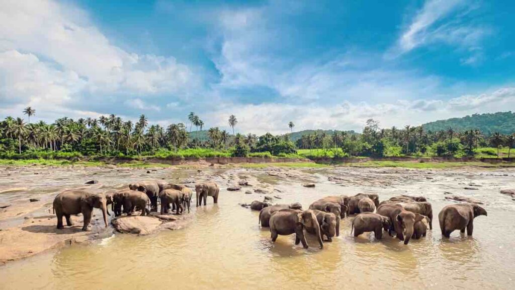 Asian elephants bathing in river in Sri Lanka