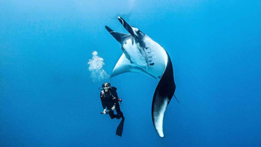 deep sea diving with a manta ray